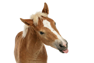 Fototapeta premium Funny Haflinger horse with tongue sticking out, isolated on white background, looking at camera