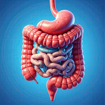 3D render internal human digestive system on blue backdrop
