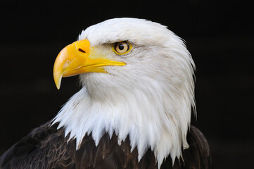 Fototapeta premium Bald eagle head close-up