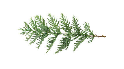 Pine Tree Branch with Green Leaves.