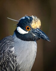 A close-up of a bird's head with distinctive yellow and black feathers