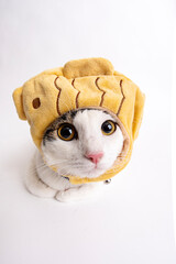 White Background Cat Sitting Portrait, Studio Photo of Domestic Cat