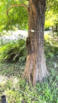 Daan Forest Park Taipei Squirrel Tree Trunk Movement