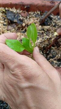 Planting Bok Choy Seedling in a Pot