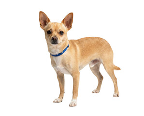 Obraz premium Tan chihuahua dog with blue collar standing and looking at camera on white background