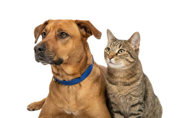 Obraz premium Brown mixed breed dog with blue collar and tabby cat sitting together on white background