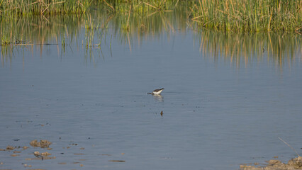 Water Bird Diving and Feeding in a Calm Wetland Pond Surrounded by Reeds