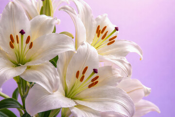 Fototapeta premium White lily flowers on soft purple background