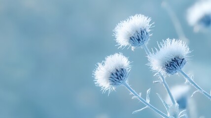 Obraz premium Globe Thistle Flowers in Silvery Blue Tones on a Clean Background Evoking Tranquility