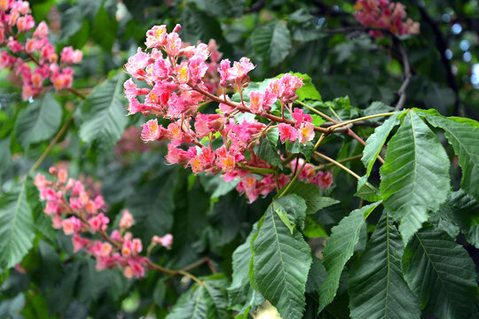 Inflorescences of horse chestnut meat-red (Aesculus &times; carnea Zeyh.). Close-up