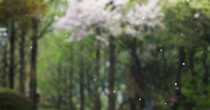 A sentimental scene of cherry blossom petals falling in the wind on a warm spring day with spring rain falling.
