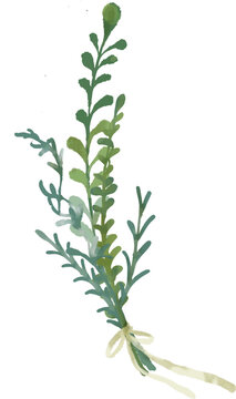 Sage green watercolor greenery branch with soft yellow ribbon detail, elegant hand painted vector illustration designed for romantic wedding invitations and botanical stationery layouts. Minimal verti