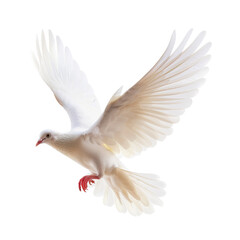 White Dove Flying with Spread Wings Freely.