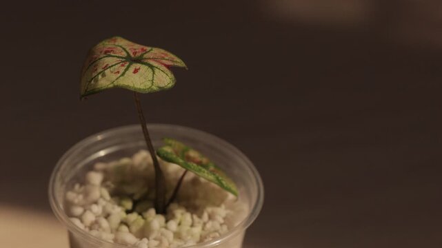 Single Caladium Leaf in Pot on Dark Minimal Background