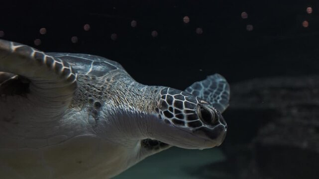 Cute sea turtle swimming around up to surface in isolated crystal clear water aquarium tank at beautiful light. Marine aquatic underwater life, wildlife nature. Closeup of tortoise flying in aquarium