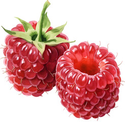Two ripe raspberries watercolor illustration