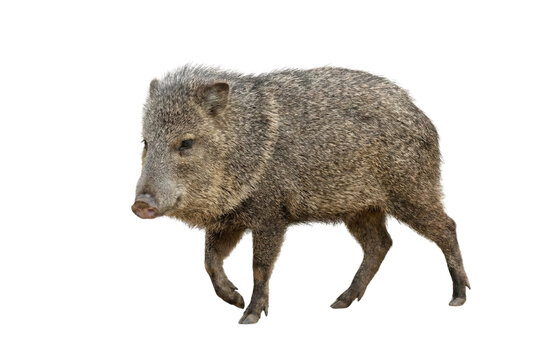 Collared peccary walking on white background, side view of a javelina with coarse gray fur