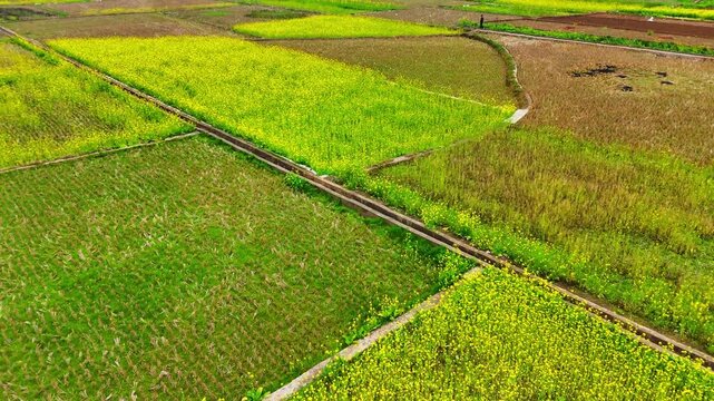Aerial Drone Shot of Varied Rapeseed Blossoms: A Natural Palette in Guangxi Countryside
