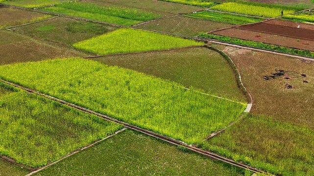 Colorful Patchwork of Rapeseed Fields in Spring: Varied Shades of Yellow and Green, Guangxi