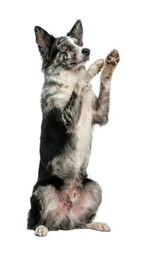 Merle Border Collie dog sitting up and begging with paws raised, isolated on white background
