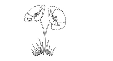 Two delicate poppies blooming in a simple sketch with grassy stems