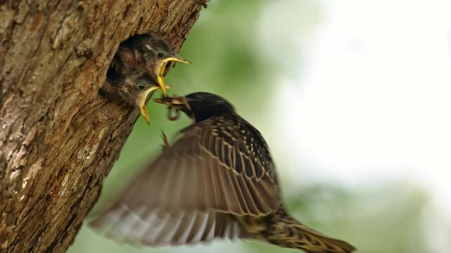 Closeup take of fleeting moment when adult of common starling (Sturnus vulgaris) feeding youngs in nesting cavity still flapping by wings in slow motion during flight like hummingbird. Detail wildlife