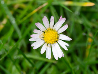 Fototapeta premium Single we Daisy after the Rain - Nature Macro. High quality photo
