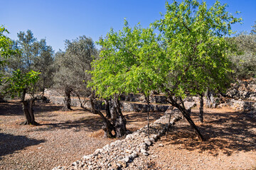 Lush green olive trees in a terraced cultivation with stone walls a sunny summer day