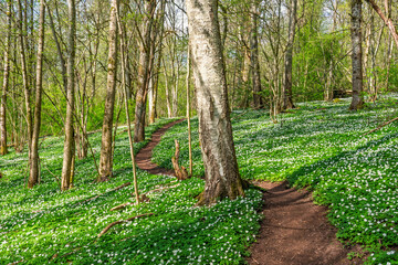 Sunny spring day on a path with flowering wildflowers in a deciduous forest