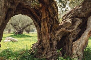 Ancient olive tree with gnarled trunk in sunny mediterranean landscape