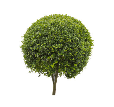 Vibrant green spherical topiary tree, perfectly isolated for garden design and landscaping projects, featuring lush foliage.