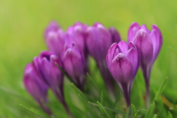 Fototapeta premium Purple buds of many crocuses side by side, delicate green leaves, soft background, purple crocuses with buds still closed, violet flowers, green background, crocus 