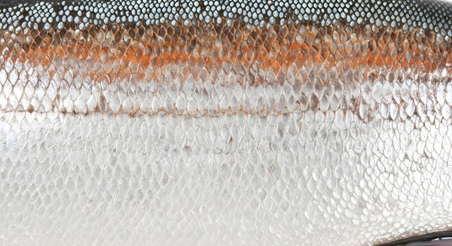 Close up of fish scales with orange stripe