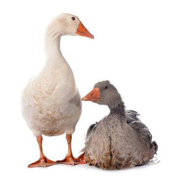 goose