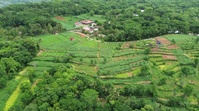 aerial Videoshot of tropical Agricultural land, green forest, paddy terrace