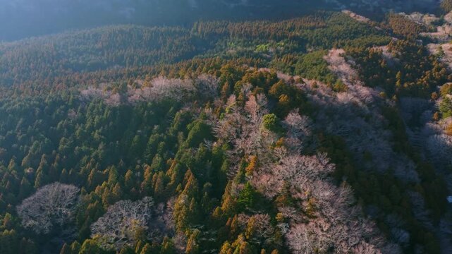 冬に咲く桜が紅葉した山をピンクに染めるダイナミックな空撮
