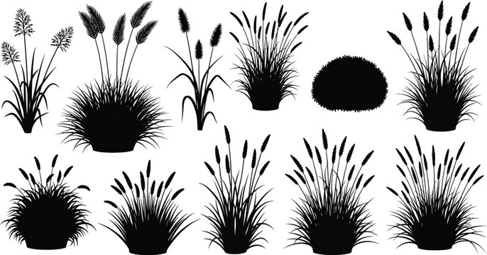 Collection of black and white ornamental grass silhouettes showcasing various clumping forms and feathery seed heads for landscaping design projects