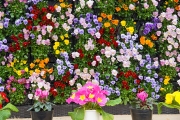 京都府立植物園の早春の花