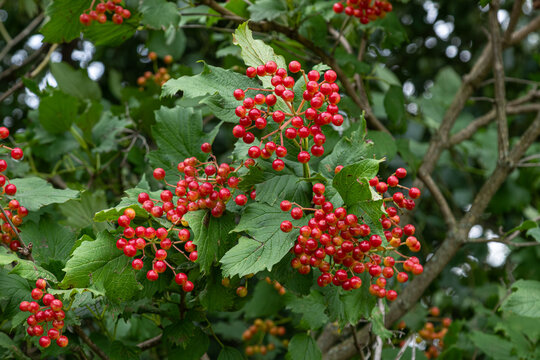 Viburnum opulus shrub displays clusters of red berries surrounded by green leaves in a sunny outdoor setting in late summer