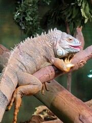 Iguane
