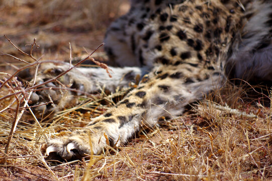 pattes de gu&eacute;pard en Namibie 