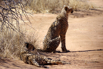 Guépard en Namibie  © Gwenaelle.R