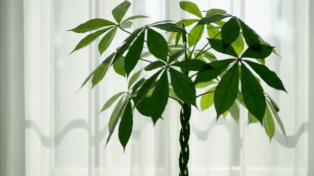 Pachira aquatica money tree houseplant near a window. Braided trunk and green leaves in bright natural light. Indoor home decor concept