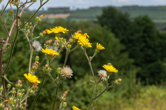 Lactuca serriola grows in open fields with yellow flowers and white tufted seeds swaying under sunlight in early summer