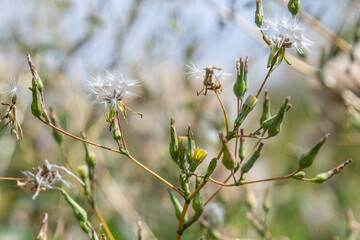 Prickly lettuce with small yellow flowers and tufted seeds growing in a sunny area during spring