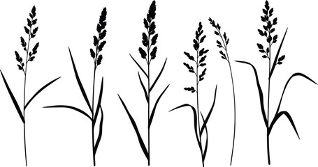 Obraz premium Collection of five distinct black silhouette illustrations representing various types of wild grass seed heads isolated on a white background for graphic design projects