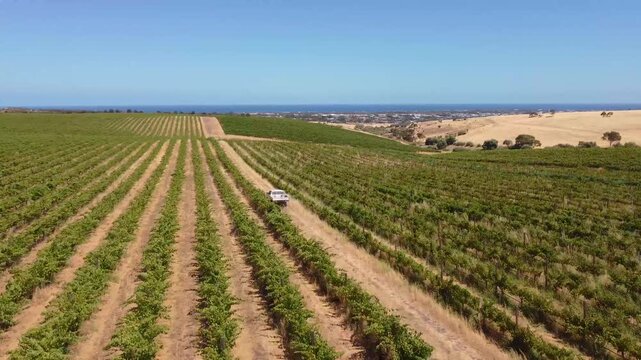 A vehicle drives through rows of grapevines in a vineyard captured in an aerial tracking shot The footage showcases a rural landscape under a clear blue sky agriculture or wine industry promotions