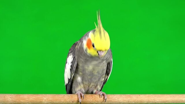 Close-up of a adorable cockatiel parrot perched on a branch against a vibrant green screen background, showcasing its unique crest and facial markings
