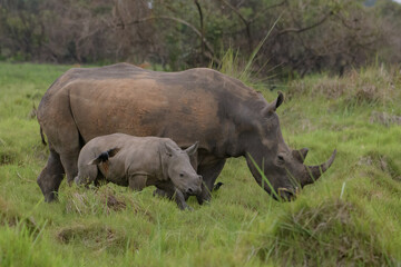 Obraz premium White rhinoceros (Ceratotherium simum) with calf in natural habitat, South Africa