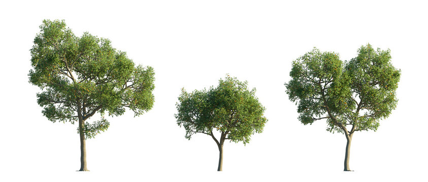 oak tree (quercus robur, pedunculate oak, english oak) isolated PNG on a transparent background premium nature cutout